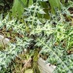 Acanthus montanus Leaf