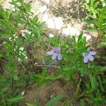 Dyschoriste linearis Hábito