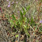 Limonium auriculiursifolium Други