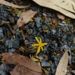 Curculigo orchioides Blomst