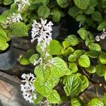 Plectranthus ciliatusЛисток