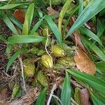 Coelogyne cristata Leaf