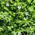 Lobelia pedunculata Flower