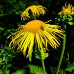 Telekia speciosa Flower