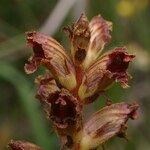 Orobanche gracilis Flor