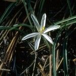 Leucocrinum montanum Flower