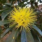 Xanthostemon chrysanthus Květ