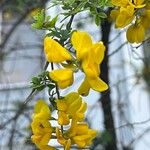 Teline canariensis Floare
