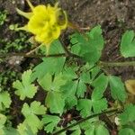 Aquilegia chrysantha Hoja