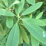 Rhododendron auriculatum Leaf