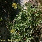 Potentilla valderia Habit