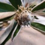 Cotoneaster pannosus Flower