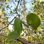 Sonneratia alba Leaf