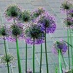 Allium nigrum മറ്റ്