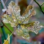 Acer macrophyllum Folha