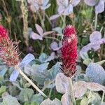 Trifolium incarnatum Flower