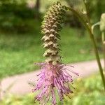 Sanguisorba hakusanensis