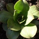 Aeonium nobile Leaf