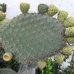 Opuntia leucotricha Blad