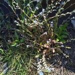 Myosotis minutiflora Virág