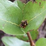 Cassipourea mollis Blatt
