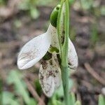 Galanthus elwesii Blüte