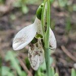 Galanthus elwesii 花