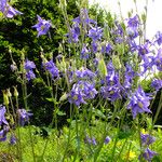 Aquilegia vulgaris Habit