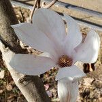 Magnolia x soulangeana Λουλούδι