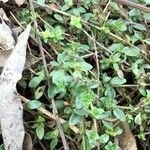 Thymus praecox Leaf