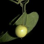 Selysia prunifera Fruto