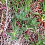 Carpobrotus edulisHoja