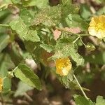 Sida cordata Floare