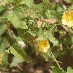 Sida cordata Flower