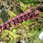 Teucrium scorodoniaഫലം