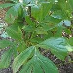 Paeonia officinalis Foglia