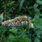 Cyathula cylindrica Flower