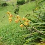Spathoglottis plicata Květ