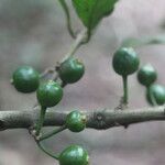 Eugenia stictopetala Fruit