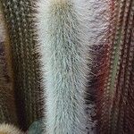 Cleistocactus hyalacanthus Pokrój