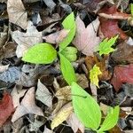 Galium circaezans Blad