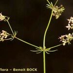 Galium obliquum Other