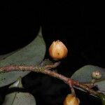 Xylopia africana 花