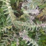 Nonea vesicaria Hoja