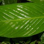 Hylaeanthe unilateralis Hoja