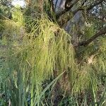Melaleuca huegelii Hoja