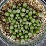 Strombocactus disciformis List