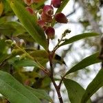 Agarista salicifolia Cvet