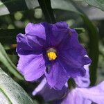 Solanum nudum Flower