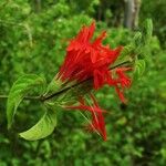 Bouvardia ternifolia Flower